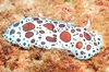 Dotted sea slug (Peltodoris atromaculata)
