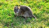 Brown rat (Rattus norvegicus)