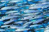 Pacific sardine (Sardinops sagax)