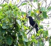Mariana crow (Corvus kubaryi)