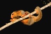 Silky anteater (Cyclopes didactylus)