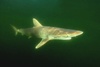 Atlantic sharpnose shark (Rhizoprionodon terraenovae)