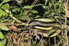 Gold's tree cobra (Pseudohaje goldii)