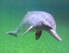 La Plata dolphin (Pontoporia blainvillei)