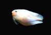 Threadfin snailfish (Careproctus rastrinus)