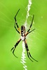 Yellow garden spider (Argiope aurantia)