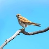 Nankeen kestrel (Falco cenchroides)