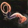 Whiptail gulper eel (Saccopharynx lavenbergi)