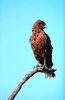 Brown snake eagle (Circaetus cinereus)