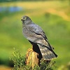 Black harrier (Circus maurus)