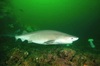 Bluntnose sixgill shark (Hexanchus griseus)