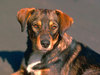 Dog (Canis lupus familiaris)