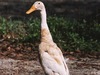 Domestic Duck (Anas platyrhynchos domesticus)