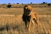 Lion (Panthera leo)