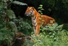 Tiger (Panthera tigris)
