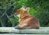 Dhole (Cuon alpinus)[승냥이(아시아들개)]