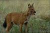 Dhole (Cuon alpinus)[승냥이(아시아들개)]