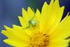 꽃게거미 Misumenops tricuspidatus (Crab Spider)