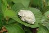 회색 청개구리 Hyla arborea japonica (Far Eastern tree frog)