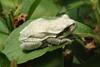 회색 청개구리 Hyla arborea japonica (Far Eastern tree frog)