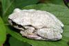 회색 청개구리 Hyla arborea japonica (Far Eastern tree frog)