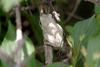 회색 청개구리 Hyla arborea japonica (Far Eastern tree frog)
