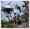 왜가리 가족 | 왜가리 Ardea cinerea (Gray Heron)