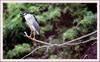 해오라기 | 해오라기 Nycticorax nycticorax (Black-crowned Night Heron)