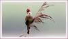 개개비 | 개개비 Acrocephalus orientalis (Oriental Great Reed-Warbler)