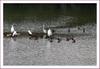 새가 있는 풍경 | 원앙(鴛鴦) Aix galericulata (Mandarin Duck)