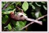 오목눈이 | 붉은머리오목눈이 Paradoxornis webbianus (Vinous-throated Parrotbill)