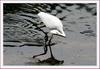 사냥 폼 한 번 멋지지요..? | 중대백로 Egretta alba modesta (Large Egret)