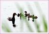 쉬잇! 얘들 놀라니까 조용히 하세요... | 논병아리 Tachybaptus ruficollis (Little Grebe)