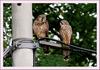 황조롱이 어린새 | 황조롱이 Falco tinnunculus (Common Kestrel)