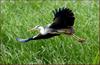왜가리의 아름다운 날갯짓 | 왜가리 Ardea cinerea (Gray Heron)