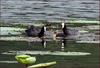 어린새를 돌보는 어미 물닭 | 물닭 Fulica atra (Eurasian Coot)