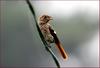 전깃줄에 앉아서 / 어린 딱새 | 딱새 Phoenicurus auroreus (Daurian Redstart)