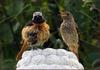 먹이를 보채는 어린 딱새 | 딱새 Phoenicurus auroreus (Daurian Redstart)