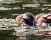 어린 논병아리의 먹이는? | 논병아리 Tachybaptus ruficollis (Little Grebe)