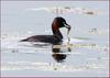 올챙이를 물고 온 어미새 | 논병아리 Tachybaptus ruficollis (Little Grebe)