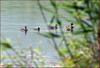 어미새가 멀리 사냥을 나가면 | 논병아리 Tachybaptus ruficollis (Little Grebe)