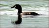 땀 흘리는 논병아리 어미새 | 논병아리 Tachybaptus ruficollis (Little Grebe)