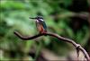물총새 | 물총새 Alcedo atthis bengalensis (Common Kingfisher)