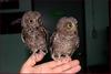 어린소쩍새 | 소쩍새 Otus scops stictonotus (Eurasian Scops Owl)