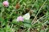 배추흰나비 Artogeia rapae (Common Cabbage White Butterfly)