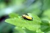 끝검은말매미충 Bothrogonia japonica (Black-tipped leafhopper)