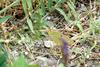 노랑나비 Colias erate (Eastern Pale Clouded Yellow Butterfly)