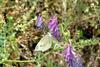 배추흰나비 Artogeia rapae (Common Cabbage White Butterfly)