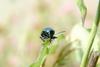 중국청람색잎벌레 Chrysochus chinensis (Chinese Chrysochus Leaf Beetle)