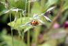 칠성무당벌레 Coccinella septempunctata (Seven-spotted Ladybug)